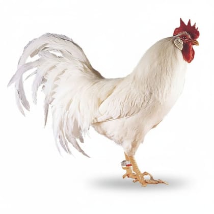 Fresh Chicken - 1 kg - One whole chicken