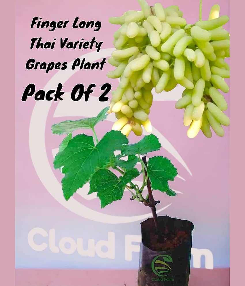Cloud Farm Outdoor Fruit Plant ( Pack of 2 )