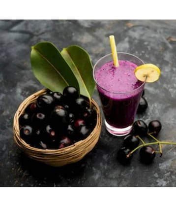 Live Plants, Java Plum,  Black Plum,  Black Jamun,  (Syzygium cumini) – Healthy Live Fruit Plant