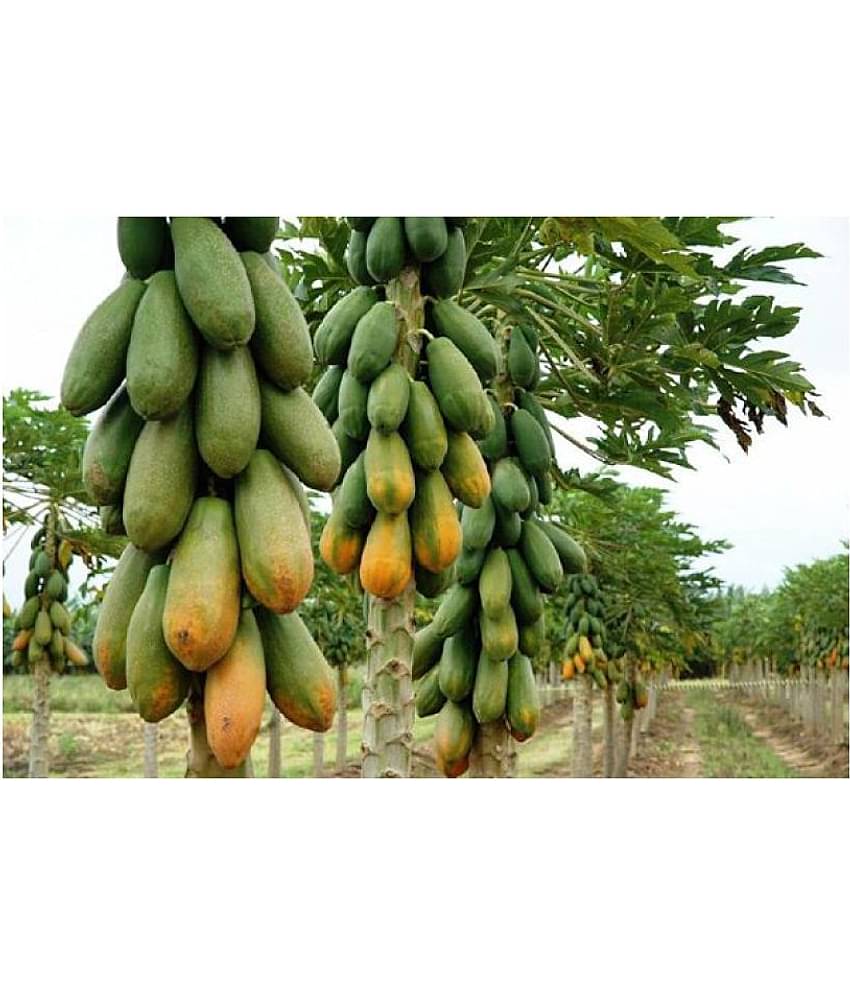Hybrid Papaya seed - ( 25 seed ) deshi seed - hare krishna trading