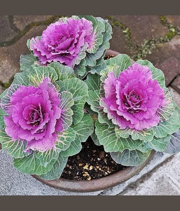 flowering kale pack of 30 seeds