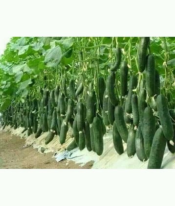 Vegetable Seeds Hybrid Green Express Cucumber Seeds - Cuccumber Seeds Seeds For Summer Season Home Garden Seeds