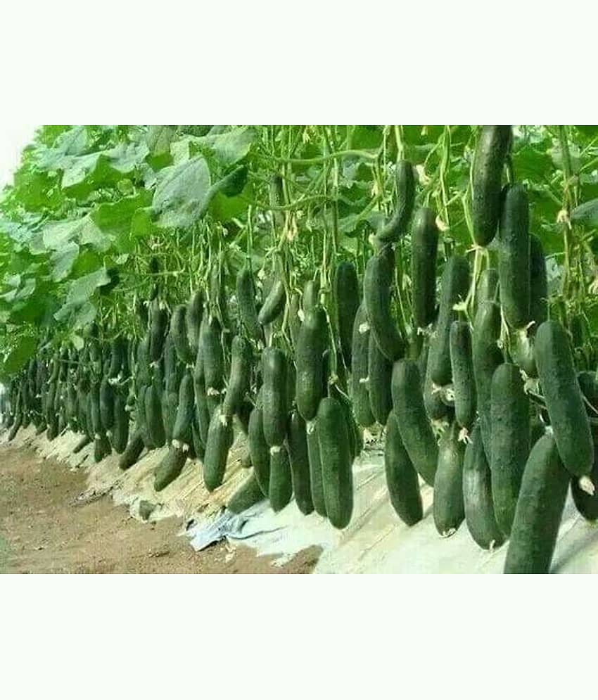 Vegetable Seeds Hybrid Green Express Cucumber Seeds - Cuccumber Seeds Seeds For Summer Season Home Garden Seeds