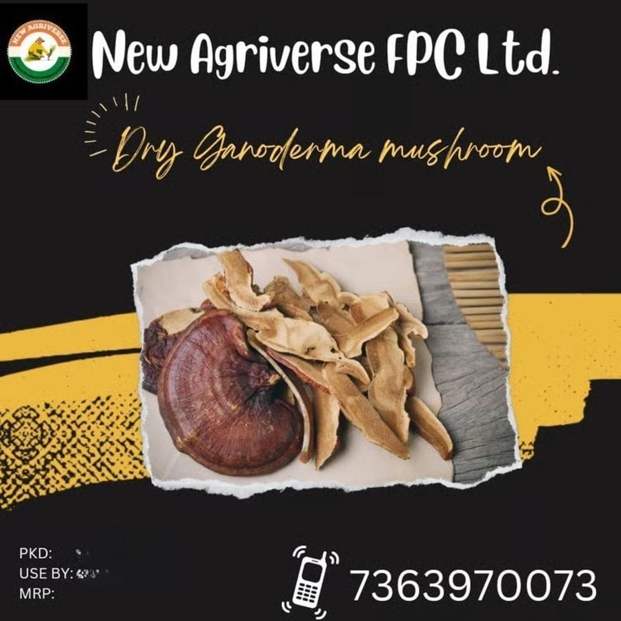 Premium Dry Ganoderma Mushroom | Hygienically Packed | 50 g - 50 gm