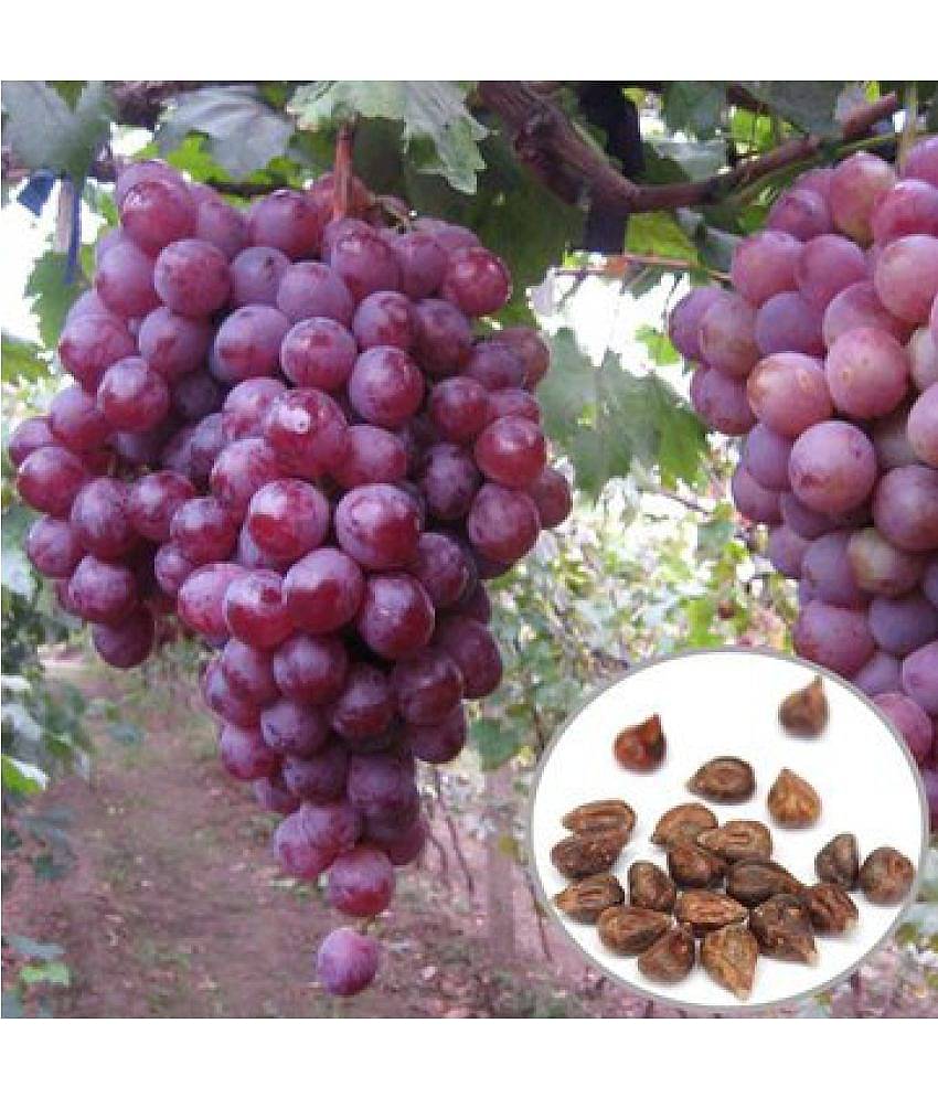 Creative Farmer Fruit Seeds Red Globe Grape Seeds Garden Sweet Fragrant Juicy Fruit 10 Seeds Gardening Fruit Seeds Kitchen Garden Fruit Seeds Pack