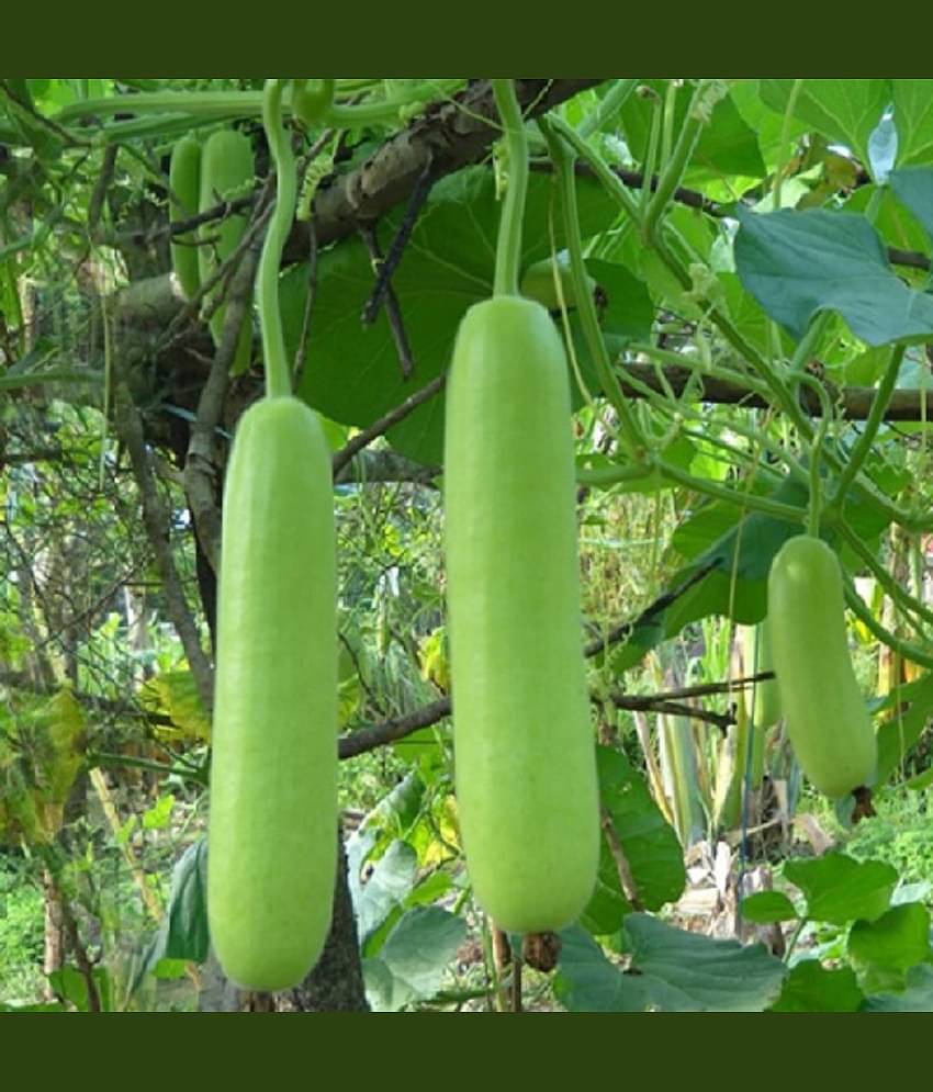 Jignisha Seeds Bottle Gourd Vegetable ( 20 Seeds )