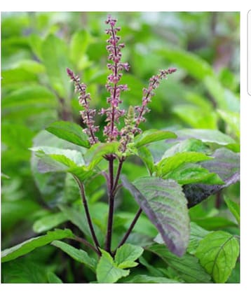 Global Green Sweet Basil Tulsi Seeds - 100 Seeds Pack