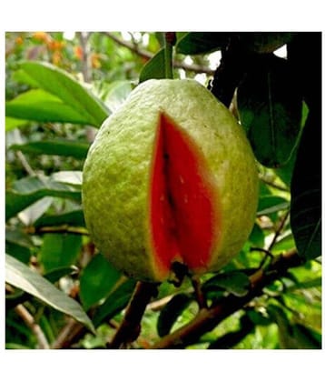Rare Red Guava Psidium Guajava Guava Fruit Seeds for Growing - Pack of 50 Seeds