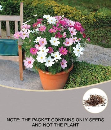 Cosmos Mix Flower 20 Seeds Per Packet