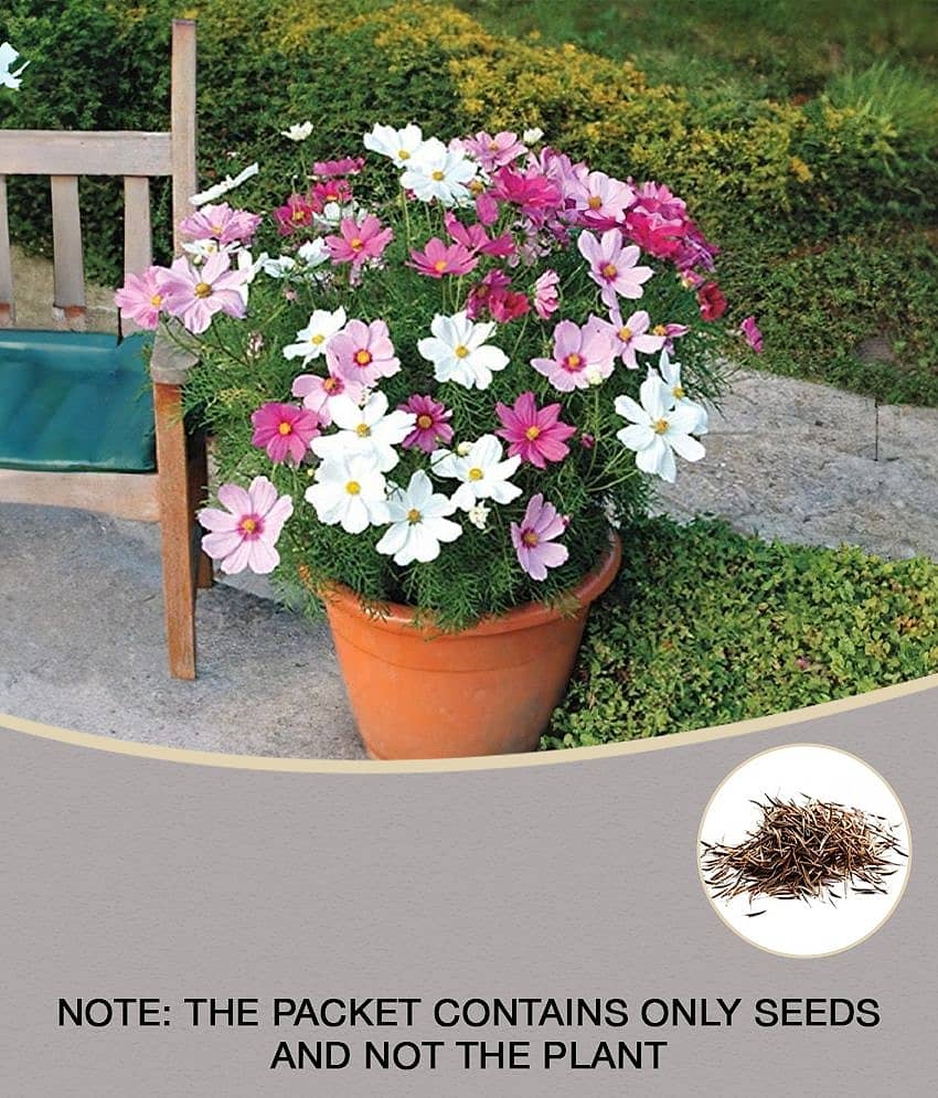 Cosmos Mix Flower 20 Seeds Per Packet