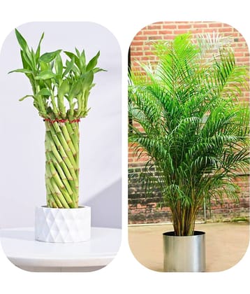 DECORPLIX Areca palm Flower 2 Varieties ( 120 Seeds )