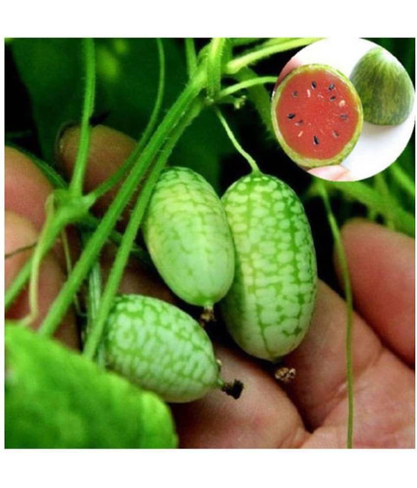 Cucamelon Seeds Mini Watermelon Fruit Home Yard Garden Plant 10 seeds