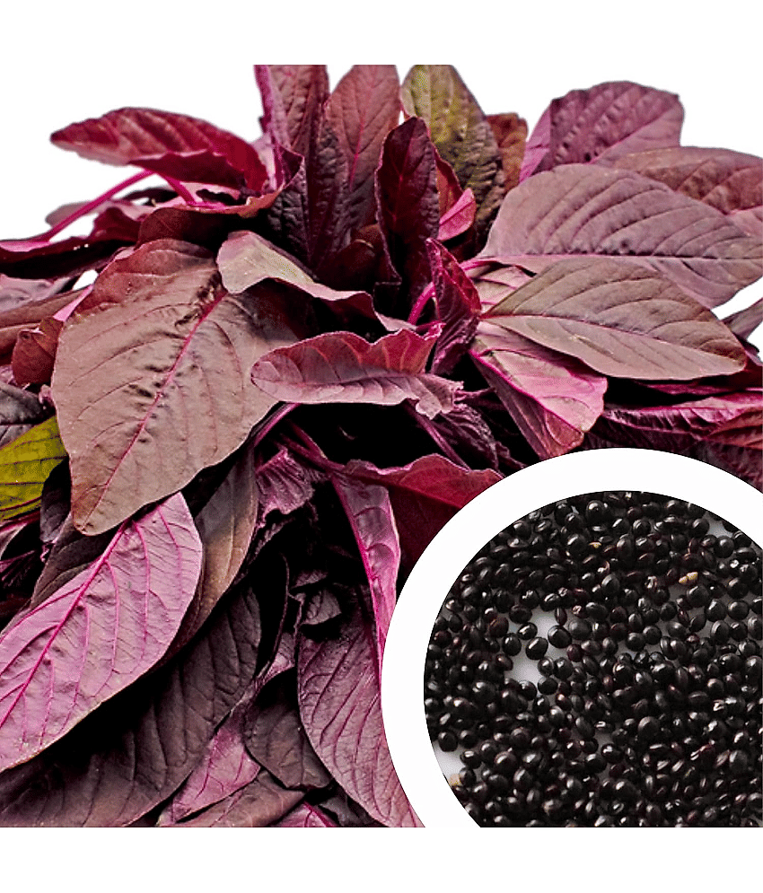 Vedhahi Amaranth Vegetable ( 50 Seeds )