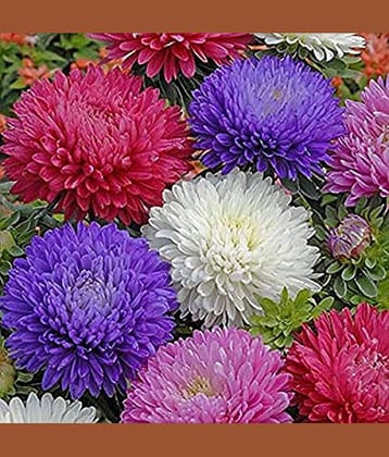 Aster ‘Mix’ F1 Hybrid Flower Seeds for Summer Season Pack 50 Seeds Packet