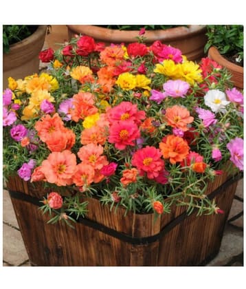 Flower Seeds : Portulaca Happy Hour Mixed Garden Seeds Variety Pack Home Garden Plant Seeds Eco Pack Garden Plant Seeds