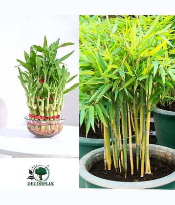 Bamboo seeds 2 varieties