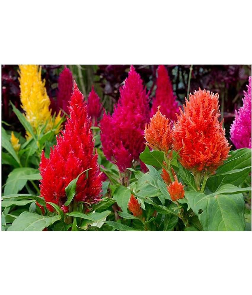Planthub Cockscomb Flower Seed, Dwarf Mixed Multicolour, Pack of 60 Seeds.