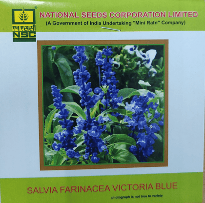 NSC Salvia Farinacea Victoria Blue Flower seed, 3gm