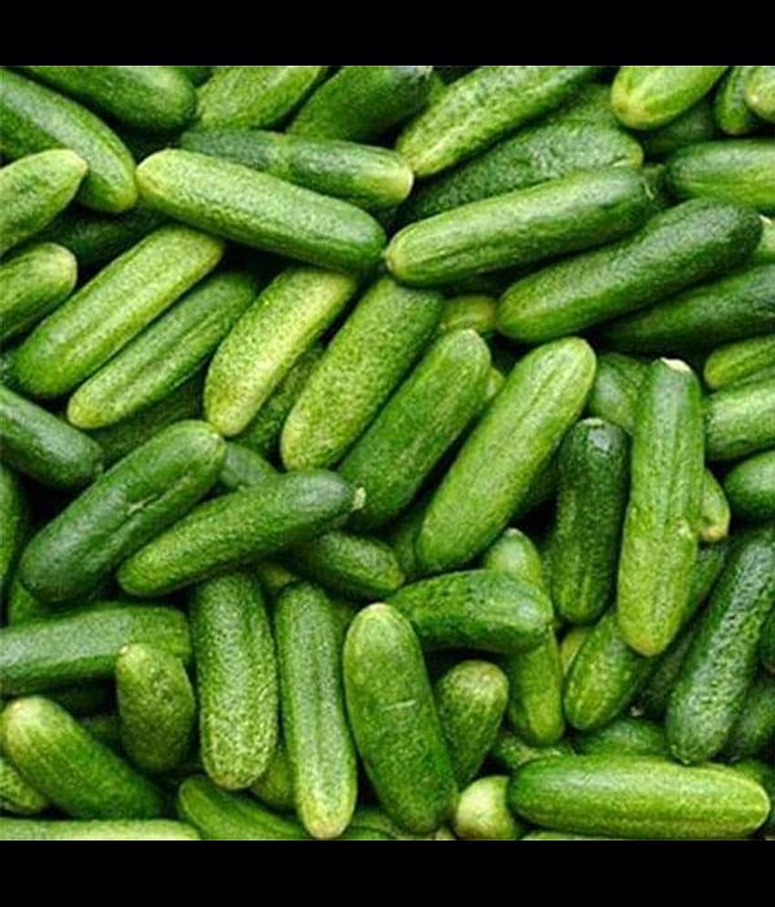 Infintegreen Cucumber Vegetable ( 100 Seeds )