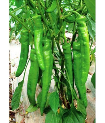 Green Chili Pepper Seeds Hot Pepper For Garden Home 50 Seeds