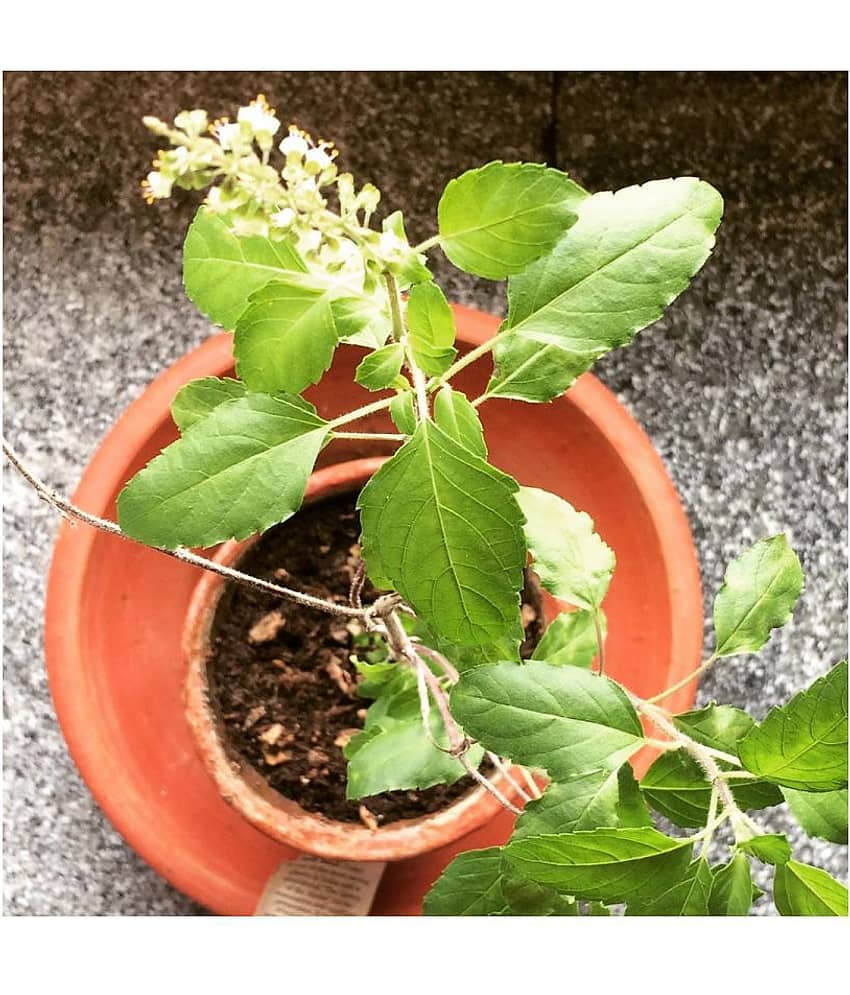 FLARE SEEDS Rama Tulsi Pack Of 100 Seeds