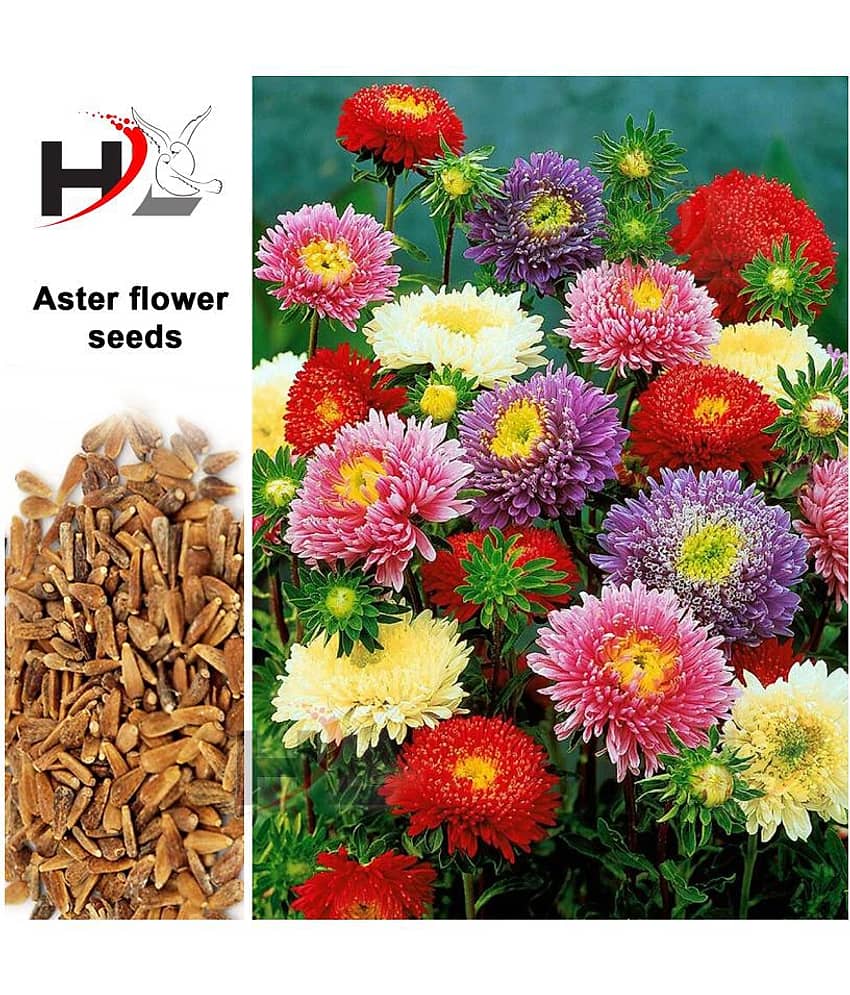HL. Aster Double mix color Seed / Like Dahlia Seeds