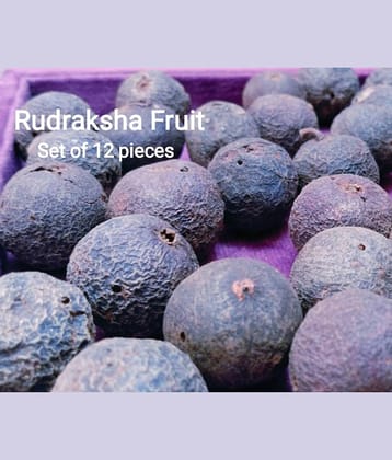VIDHAN ART Rudraksha fruit 5 Mukhi Bead ( Pack of 1 )
