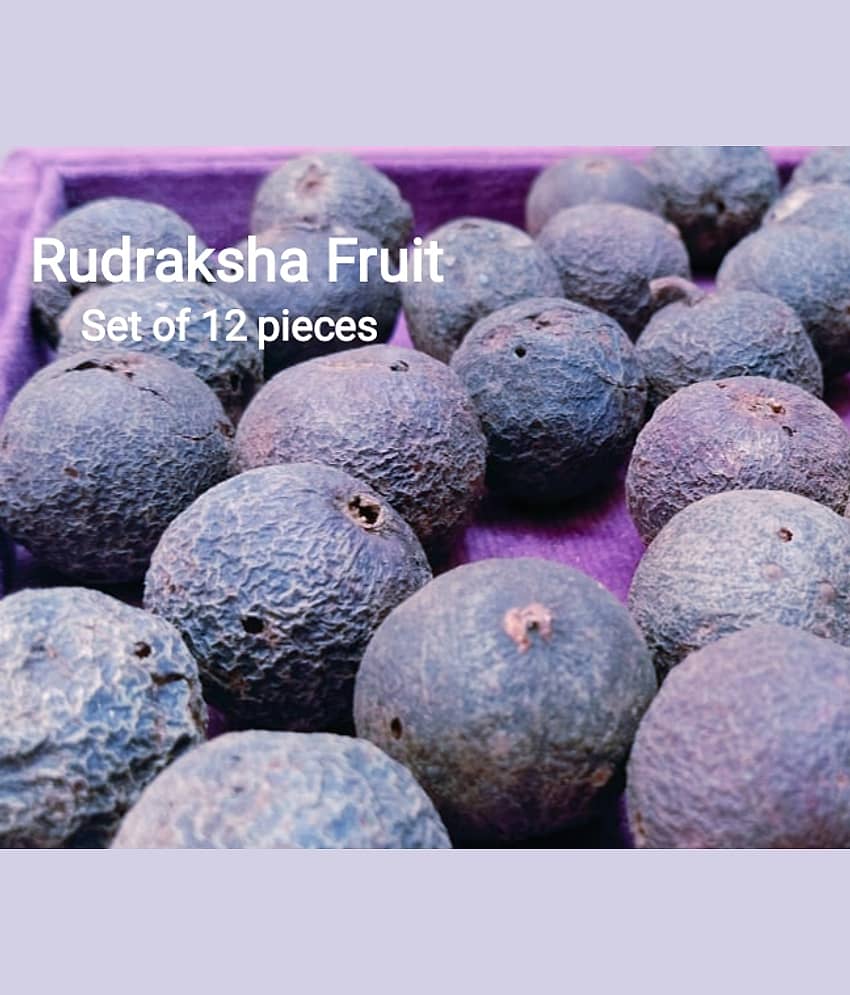 VIDHAN ART Rudraksha fruit 5 Mukhi Bead ( Pack of 1 )
