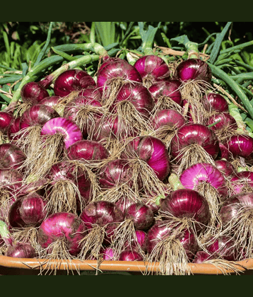 Jignisha Seeds Hybrid Red Onion Vegetable ( 500 Seeds )
