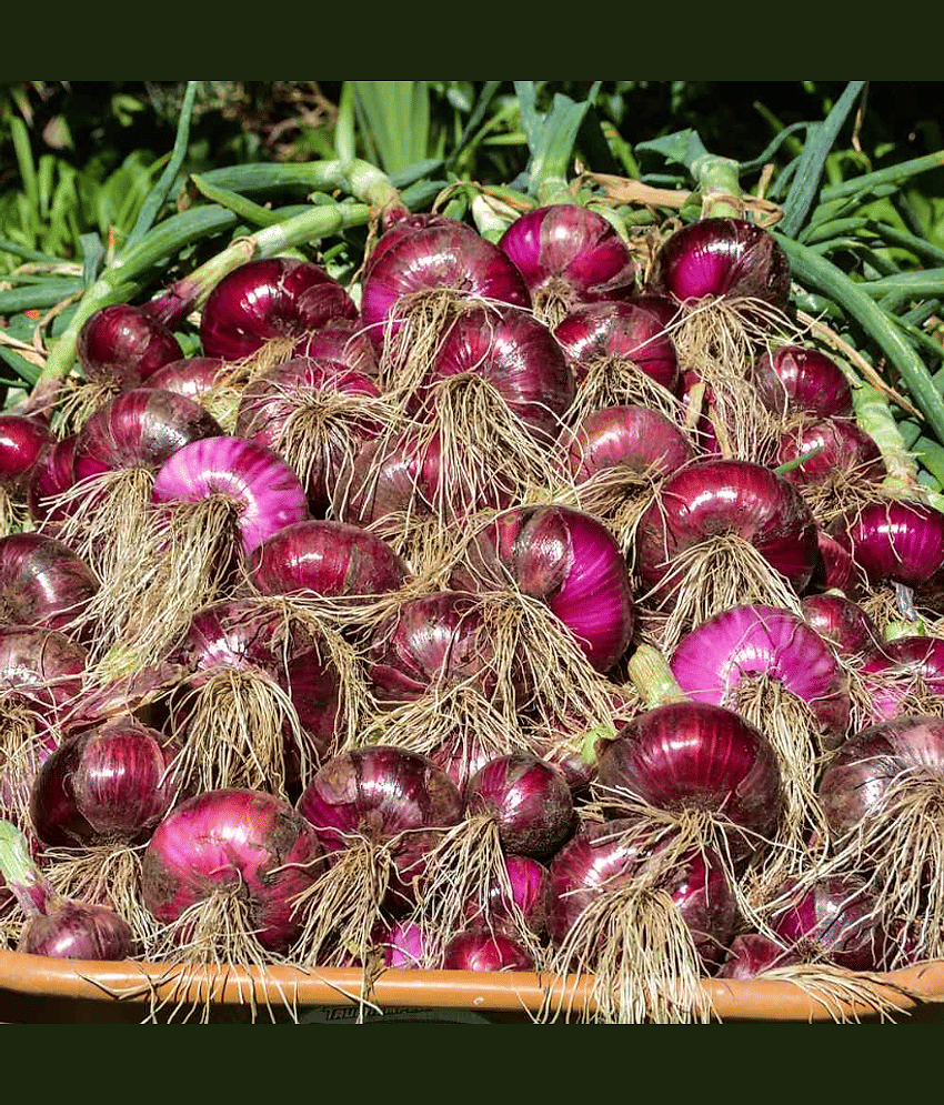 Jignisha Seeds Hybrid Red Onion Vegetable ( 500 Seeds )