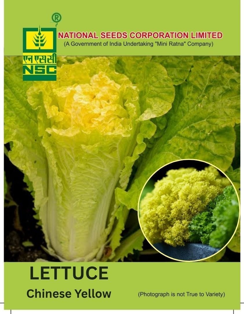 NSC Lettuce Chinese Yellow Seed, 5 gm