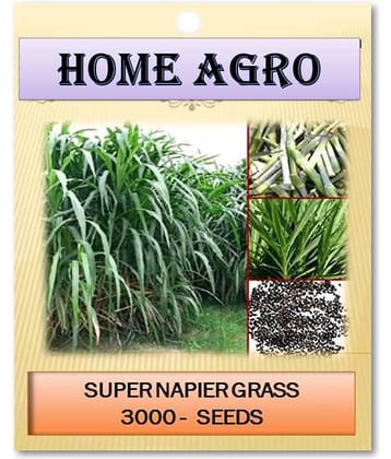 homeagro - Grass Seeds ( 3000 )