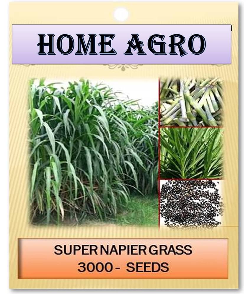 homeagro - Grass Seeds ( 3000 )