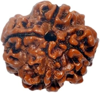 Real Seed Natural 5 Mukhi Rudraksha (5 Face Rudraksha) Lab Certified Rudraksha, Five Face Rudraksha