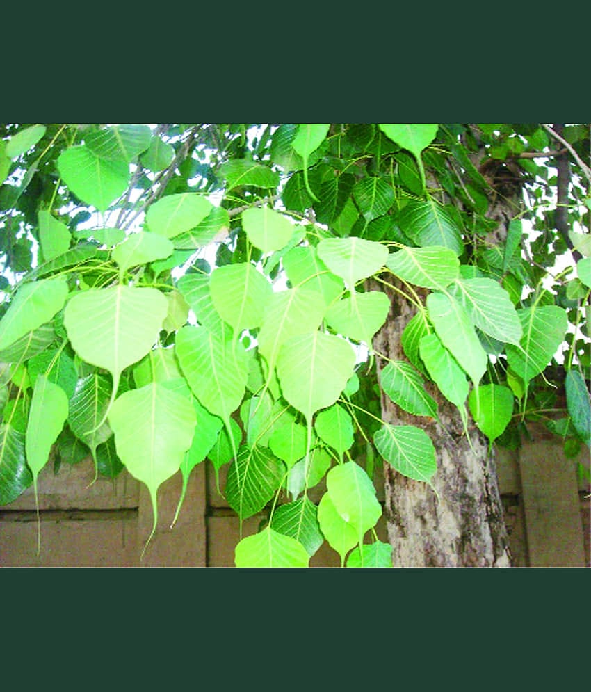 CLASSIC GREEN EARTH - Peepal Plant ( 10 Seeds )