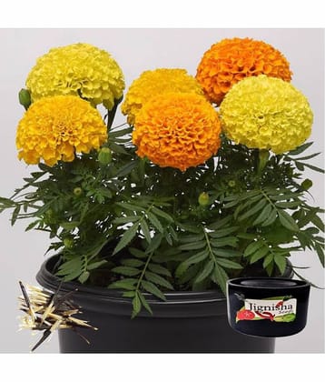 Jignisha Seeds Dhan Basanti Marigold Flower ( 50 Seeds )
