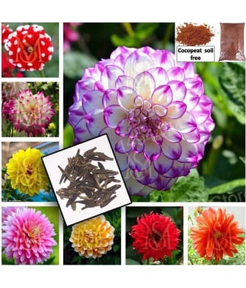 Dahlia Flowered Deep Rose Flower - 20 Seeds with + cocopeat soil free