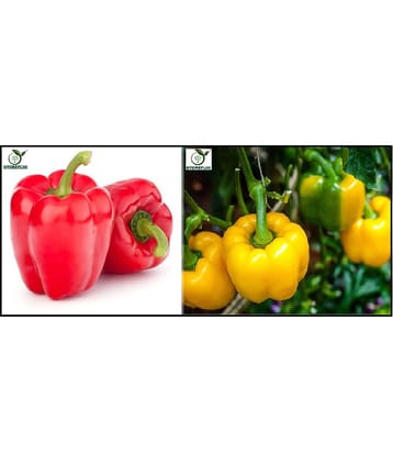 capsicum red 50 seeds and capsicum yellow 50  seeds pack with user manual for home kitchen gradening use
