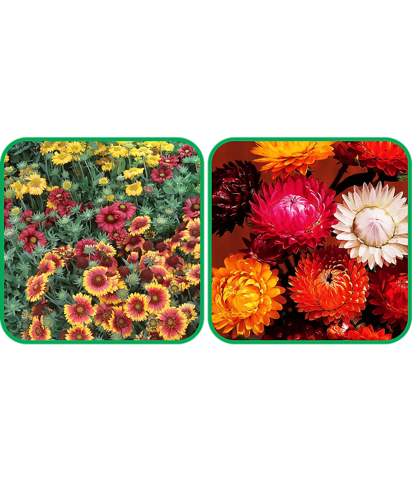 Aero Seeds Helichrysum Mix Color (50 Seeds) And Gaillardia Aristata Mix Color (50 Seeds) Flower Seeds Pack