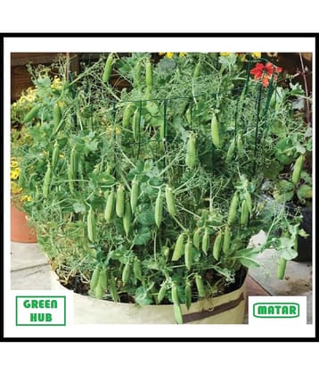 HYBRID GREEN PEA HARI MATAR VEGETABLE PLANT 10 GRAM SEEDS PACK WITH USER MANUAL FOR HOME AND KITCHEN GARDENING