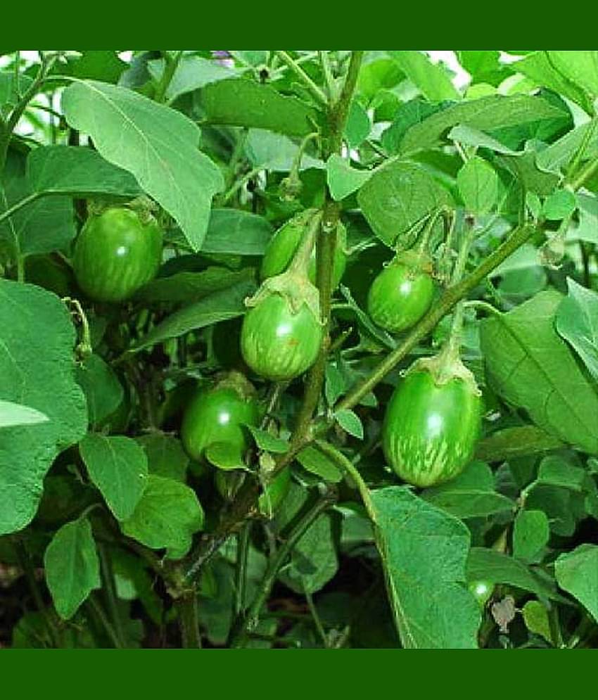 Green Round Brinjal (Baigan ke beej) Vegetable Seeds Pack Of 50 | Organic | for Planting in Home Kitchen Terrace Balcony Gardening