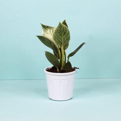 Philodendron Birkin Plant-Grow Pot / White