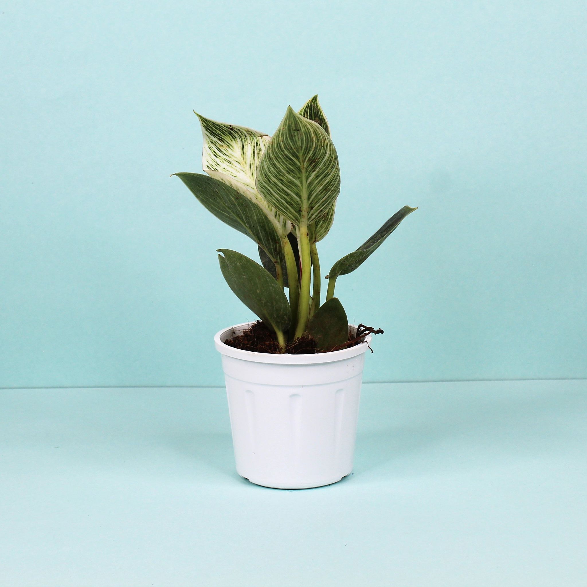 Philodendron Birkin Plant-Grow Pot / White