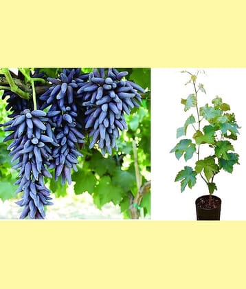 Cloud Farm Outdoor Fruit Plant ( Pack of 1 )