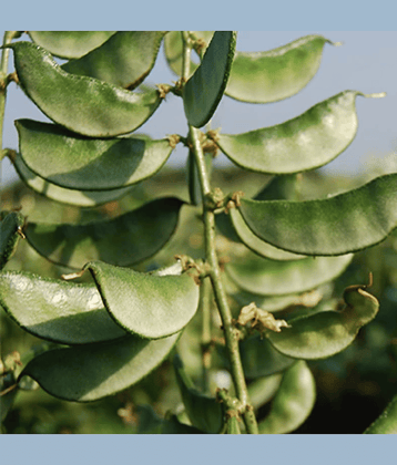 Dolichos Beans Sem Fali Dwarf Variety Vegetable Seeds (Pack of 30 Seeds)