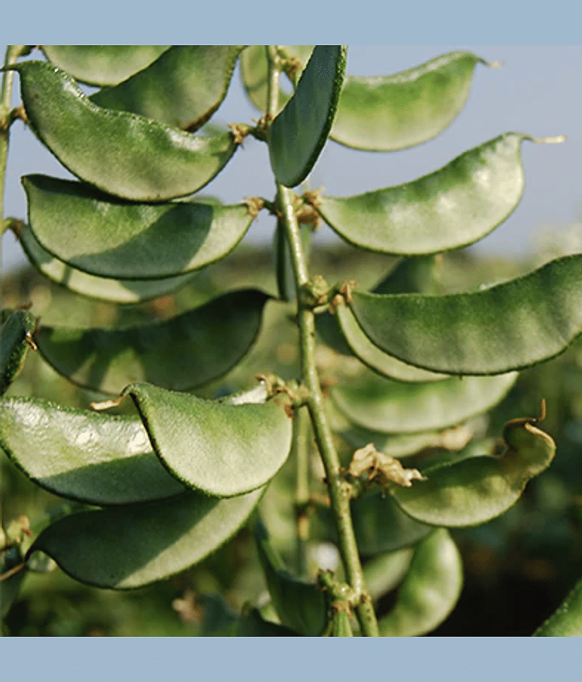 Dolichos Beans Sem Fali Dwarf Variety Vegetable Seeds (Pack of 30 Seeds)