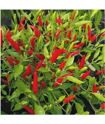 FLARE SEEDSVegetable Seeds Red Chilli F1 Hybrid Seeds Pack of 50 High Germinated Seeds