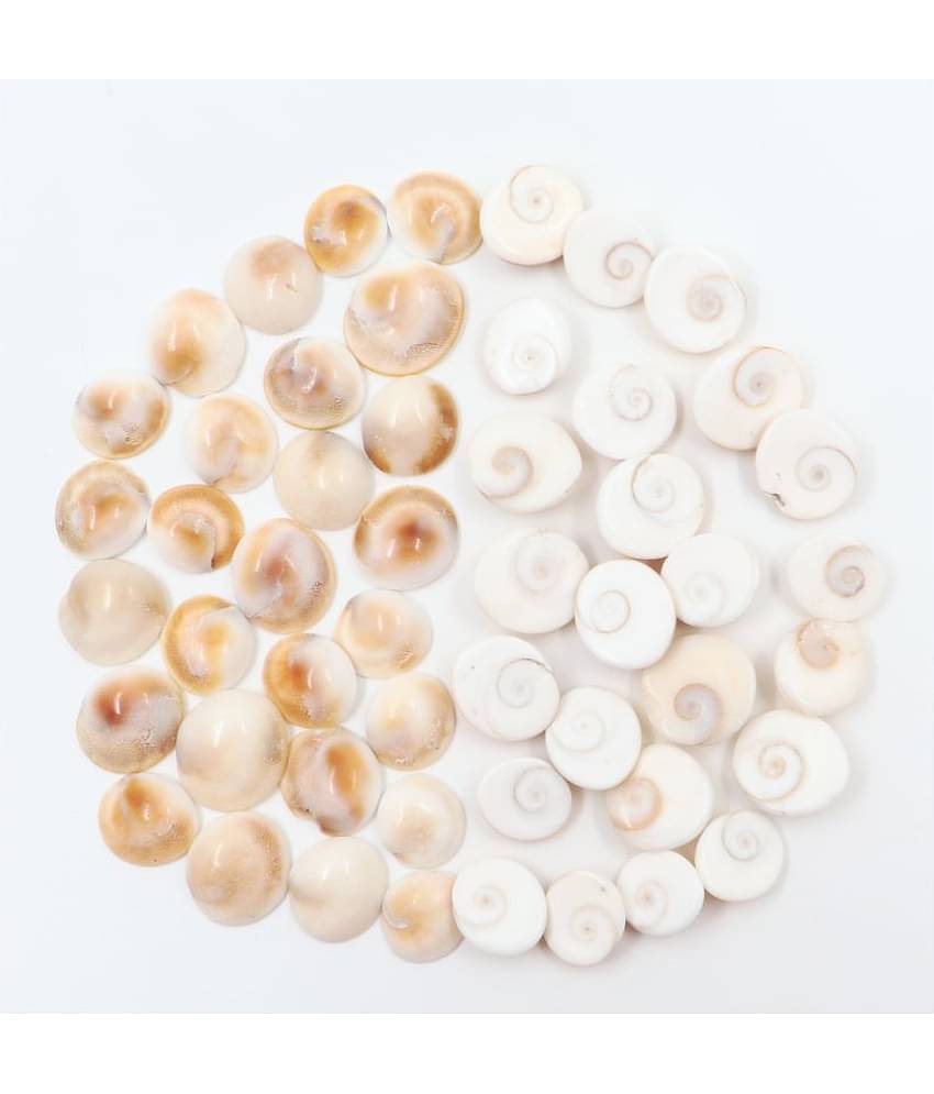 Arkam Gomti Chakra / Gomati Chakra / White Gomti Chakra / Original Premium Quality for Puja 12-15 mm - Set of 51 Pcs