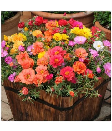 Flower Seeds : Portulaca Happy Hour Mixed Garden Seeds Variety Pack Home Garden Plant Seeds Eco Pack Garden Plant Seeds