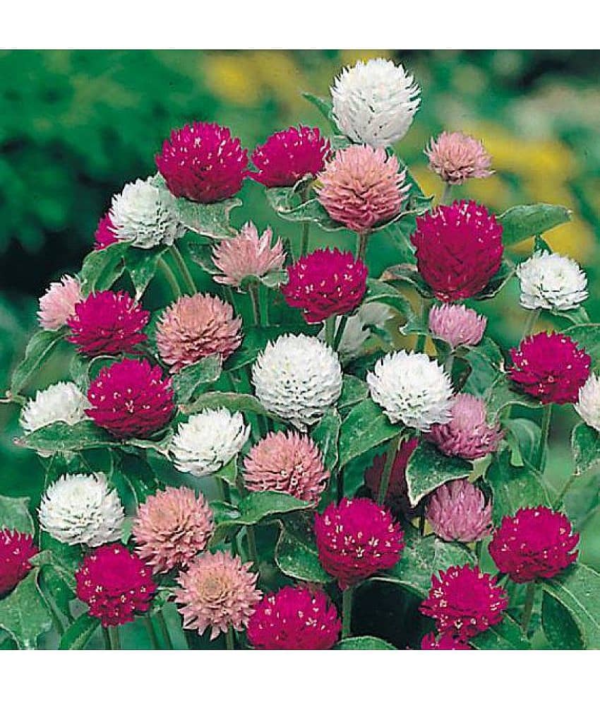 ACROLLYNUM mix type 30 seeds pack with free cocopeat and user manual